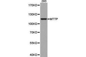 Western Blotting (WB) image for anti-Microsomal Triglyceride Transfer Protein (MTTP) antibody (ABIN1873776) (MTTP Antikörper)