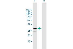 Western Blot analysis of MESDC2 expression in transfected 293T cell line by MESDC2 MaxPab polyclonal antibody.