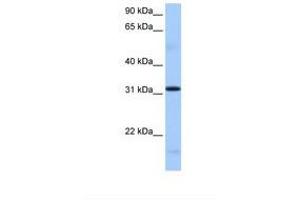 Image no. 1 for anti-serine/arginine-Rich Splicing Factor 10 (SRSF10) (AA 176-225) antibody (ABIN6737968) (SRSF10 Antikörper  (AA 176-225))