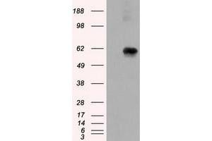 Image no. 7 for anti-Atrial Natriuretic Peptide Receptor 3 (NPR3) antibody (ABIN1499806) (NPR3 Antikörper)
