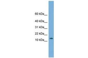 Image no. 1 for anti-Coiled-Coil-Helix-Coiled-Coil-Helix Domain Containing 1 (CHCHD1) (N-Term) antibody (ABIN6745035) (CHCHD1 Antikörper  (N-Term))