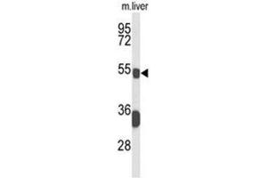 Western blot analysis of BCL3 Antibody (Center) in mouse liver tissue lysates (35µg/lane).