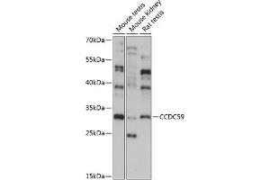 Western blot analysis of extracts of various cell lines, using CCDC59 antibody (ABIN7266440) at 1:1000 dilution. (CCDC59 Antikörper  (AA 1-241))