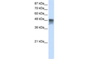 Western Blotting (WB) image for anti-RNA Binding Motif, Single Stranded Interacting Protein 3 (RBMS3) antibody (ABIN2462063) (RBMS3 Antikörper)