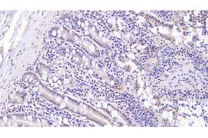 Detection of MUC5B in Human Small intestine Tissue using Monoclonal Antibody to Mucin 5 Subtype B (MUC5B) (MUC5B Antikörper  (AA 5653-5762))