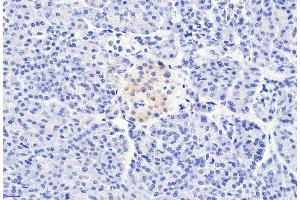 ABIN185407 (6µg/ml) staining of paraffin embedded Human Pancreas. (CCKBR Antikörper  (Internal Region))