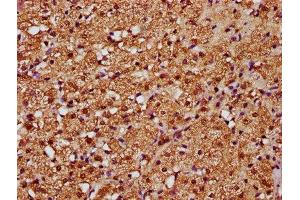 IHC image of ABIN7160232 diluted at 1:388 and staining in paraffin-embedded human adrenal gland tissue performed on a Leica BondTM system. (SMAD3 Antikörper  (AA 1-230))