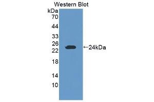 Detection of Recombinant GZMK, Mouse using Polyclonal Antibody to Granzyme K (GZMK) (GZMK Antikörper  (AA 44-227))