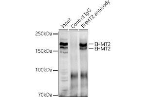 Immunoprecipitation analysis of 300 μg extracts of 293T cells using 3 μg [KO Validated] EHMT2 antibody (ABIN3021840, ABIN3021841, ABIN3021842 and ABIN6216110).