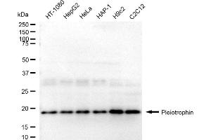anti-Pleiotrophin (PTN) antibody