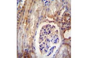 Immunohistochemistry (Paraffin-embedded Sections) (IHC (p)) image for anti-Dynein, Light Chain, Roadblock Type 2 (DYNLRB2) (AA 56-85), (Middle Region) antibody (ABIN952007)