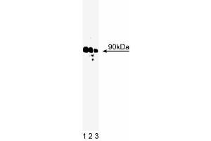Western blot analysis of Rsk on A431 cell lysate. (RPS6KA1 Antikörper  (AA 1-184))