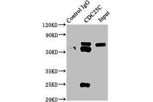 Immunoprecipitating CDC25C in HEK293 whole cell lysate Lane 1: Rabbit control IgG instead of ABIN7127412 in HEK293 whole cell lysate. (Rekombinanter CDC25C Antikörper)