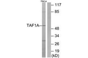 Western blot analysis of extracts from HeLa cells, using TAF1A Antibody. (TAF1A Antikörper  (AA 301-350))