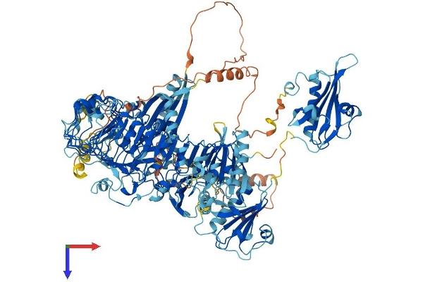 FLII Protein (AA 1-1271) (His tag)
