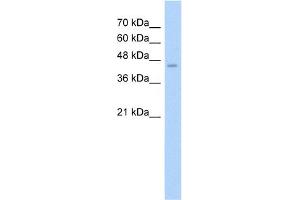 WB Suggested Anti-ASS Antibody Titration:  2. (ASS1 Antikörper  (N-Term))