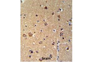 ANKH Antibody (C-term) IHC analysis in formalin fixed and paraffin embedded brain tissue followed by peroxidase conjugation of the secondary antibody and DAB staining. (ANKH Antikörper  (C-Term))