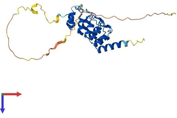 RFXANK Protein (AA 1-260) (His tag)
