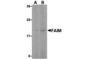 Western blot analysis of FAIM in human spleen tissue lysate with AP30328PU-N FAIM antibody at (A) 5 and (B) 10 μg/ml. (FAIM Antikörper  (C-Term))