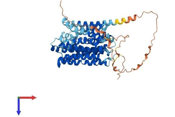 MCT3 Protein (AA 1-492) (His tag)