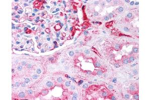 Anti-Fibrinogen antibody IHC of human kidney. (Fibrinogen Antikörper)