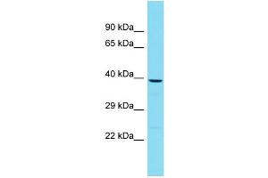 Western Blotting (WB) image for anti-Protein tyrosine Phosphatase, Non-Receptor Type 7 (PTPN7) (Middle Region) antibody (ABIN2788972)