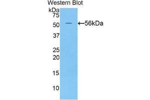 Western Blotting (WB) image for anti-Netrin 1 (NTN1) (AA 313-565) antibody (ABIN1860069) (Netrin 1 Antikörper  (AA 313-565))