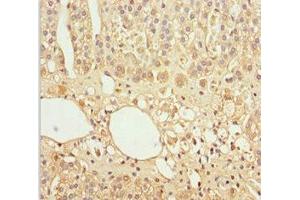 Immunohistochemistry of paraffin-embedded human adrenal gland tissue using ABIN7153645 at dilution of 1:100 (GAS2L1 Antikörper  (AA 130-400))