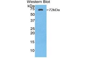 Western Blotting (WB) image for anti-Heat Shock 70kDa Protein 1A (HSPA1A) (AA 1-641) antibody (ABIN1174202) (HSP70 1A Antikörper  (AA 1-641))