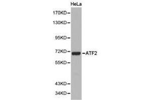 Western Blotting (WB) image for anti-Activating Transcription Factor 2 (ATF2) antibody (ABIN1871128) (ATF2 Antikörper)