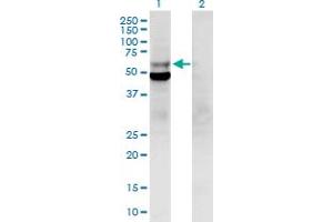 Western Blot analysis of POLD2 expression in transfected 293T cell line by POLD2 MaxPab polyclonal antibody. (POLD2 Antikörper  (AA 1-469))