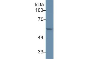 Western Blotting (WB) image for anti-Matrix Metallopeptidase 12 (Macrophage Elastase) (MMP12) (AA 100-286) antibody (ABIN7437821)