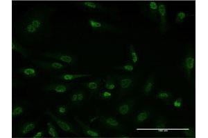 Immunofluorescence (IF) image for anti-Histone Deacetylase 3 (HDAC3) (AA 1-428) antibody (ABIN563833)