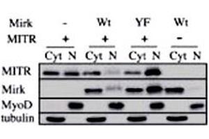 Immunoblots for HDAC9 polyclonal antibody , Mirk, MyoD and tubulin proteins are shown for cytoplasmic (Cyt) and nuclear (N) extracts from undifferentiated C2C12 myoblasts. (HDAC9 Antikörper  (N-Term))