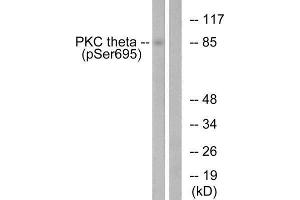 Western Blotting (WB) image for anti-Protein Kinase C, theta (PRKCQ) (pSer695) antibody (ABIN1847342) (PKC theta Antikörper  (pSer695))