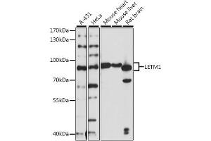 Western blot analysis of extracts of various cell lines, using LETM1 antibody  at 1:1000 dilution. (LETM1 Antikörper  (AA 1-140))