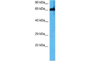Western Blotting (WB) image for anti-T-Box 18 (TBX18) (C-Term) antibody (ABIN2780278)