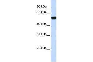 WB Suggested Anti-EEF1A2 Antibody Titration:  0. (EEF1A2 Antikörper  (Middle Region))