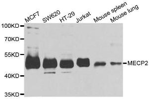 Western blot analysis of extracts of various cell lines, using MECP2 antibody. (MECP2 Antikörper  (AA 1-100))