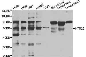 Western blot analysis of extracts of various cell lines, using HTR2B antibody (ABIN5973312) at 1/1000 dilution. (Serotonin Receptor 2B Antikörper)
