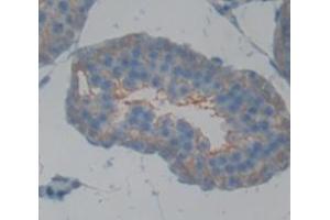 Figure. (CD40 Antikörper  (AA 24-193))