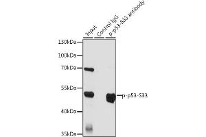 Immunoprecipitation analysis of 200 μg extracts of HT-29 cells, using 3 μg Phospho-p53-S33 pAb (ABIN6135330, ABIN6136276, ABIN6136277 and ABIN6225656). (p53 Antikörper  (pSer33))