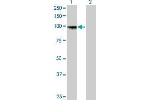 Western Blot analysis of PCDHGA8 expression in transfected 293T cell line by PCDHGA8 monoclonal antibody (M01), clone 1C11. (PCDHGA8 Antikörper  (AA 357-444))