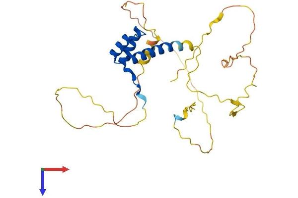 Nkx2-2 Protein (AA 1-273) (His tag)