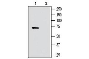 Western blot analysis of human SH-SY5Y neuroblastoma cell line lysate: - 1.