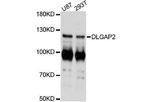 Western blot analysis of extracts of various cell lines, using DLGAP2 antibody (ABIN6292252) at 1:3000 dilution. (DLGAP2 Antikörper)