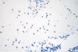 Immunohistochemistry was performed on paraffin-embedded mouse brain using chromobox 3 antibody (ABIN7798064), 1:500). (CBX3 Antikörper)