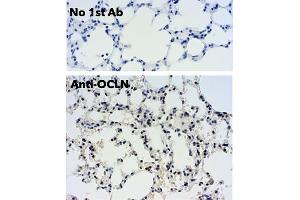 Immunohistochemistry (IHC) image for anti-Occludin (OCLN) (C-Term) antibody (ABIN7273069) (Occludin Antikörper  (C-Term))
