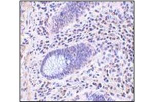 Immunohistochemistry of Lano in human colon tissue with this product at 10 μg/ml. (LRRC1 Antikörper  (C-Term))