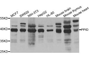 Western blot analysis of extracts of various cell lines, using PPID antibody. (PPID Antikörper)